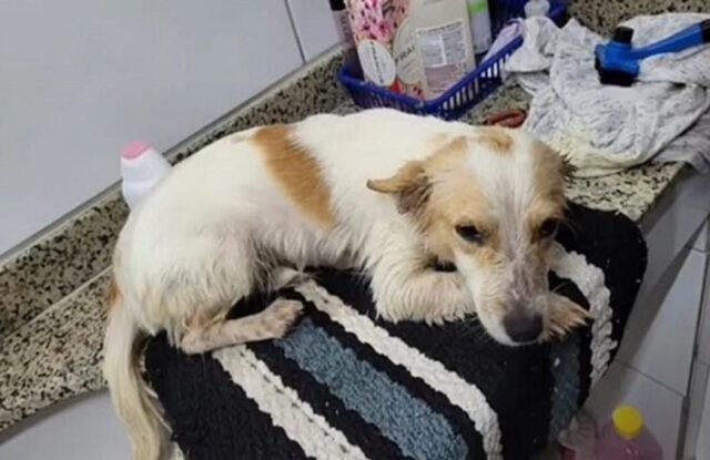 Caramelo, il cagnolino adottato dopo essere stato abbandonato in strada