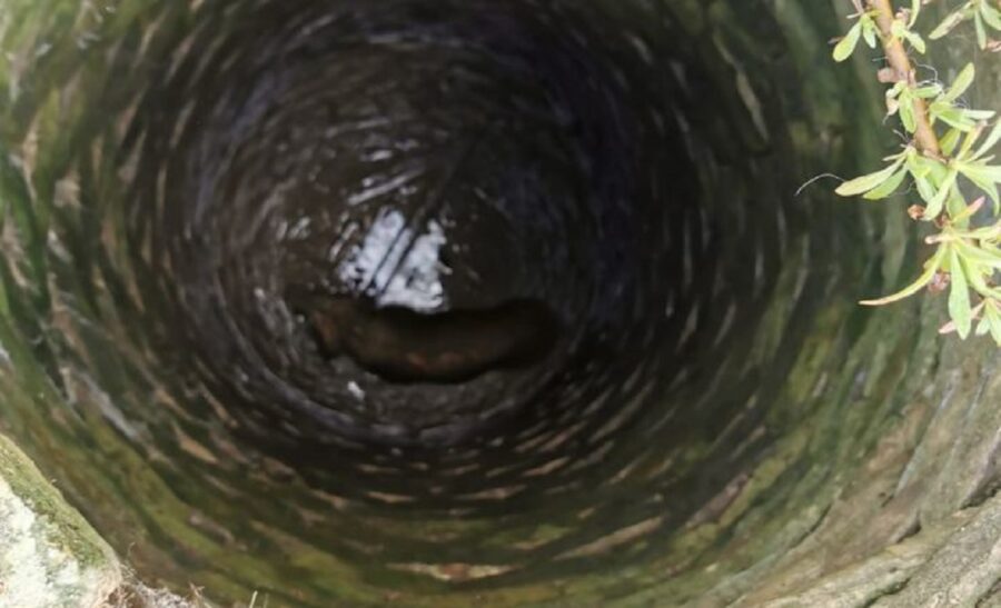 cagnolino salvato dai vigili del fuoco