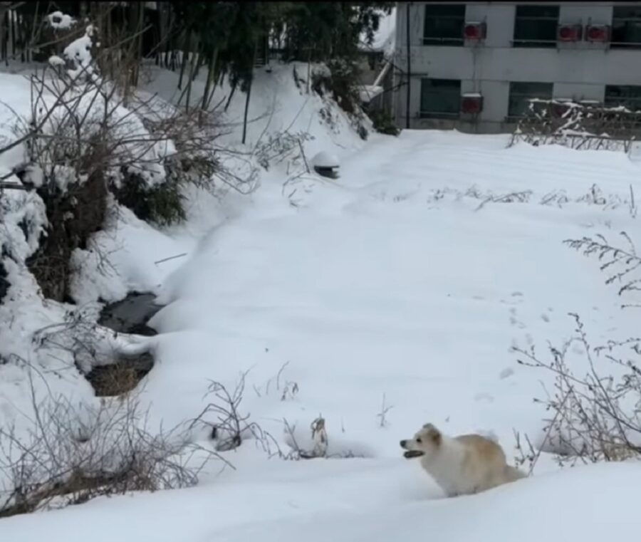cagnolino va sulla neve per la prima volta