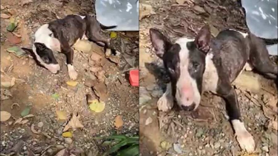 storia di un povero cagnolino