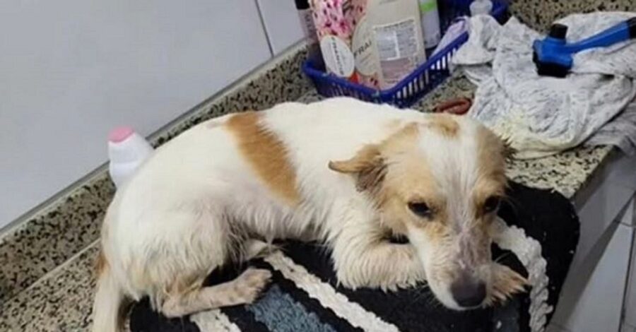 cagnolino abbandonato in strada e poi adottato