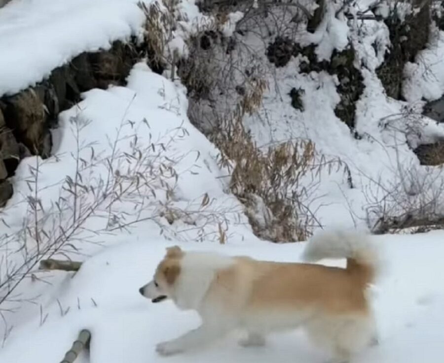 video di un cagnolino che va sulla neve