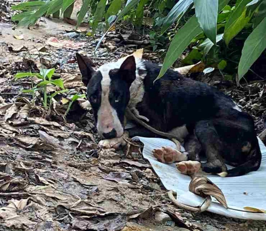 cagnolino lasciato a morire nel bosco