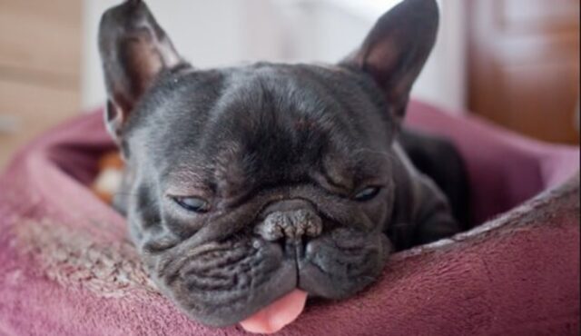 Cagnolino Bulldog francese si rilassa a pancia in aria e con la lingua di fuori (VIDEO)