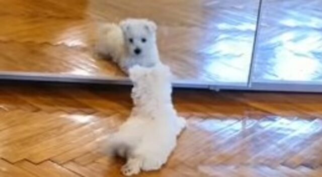 Cagnolino bianco fa la conoscenza di un altro pelosetto; in realtà si guarda allo specchio (VIDEO)