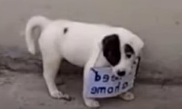 Cagnolino con un cartello al collo è stato soccorso e ora la sua vita è cambiata (VIDEO)