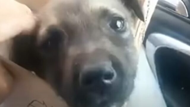 Cagnolino cucciolo smarrito viene salvato dopo una segnalazione (VIDEO)