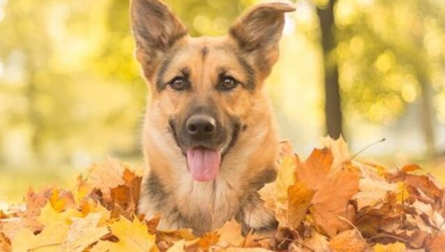 Cagnolino domestico si spaventa a causa di una folata di vento (VIDEO)