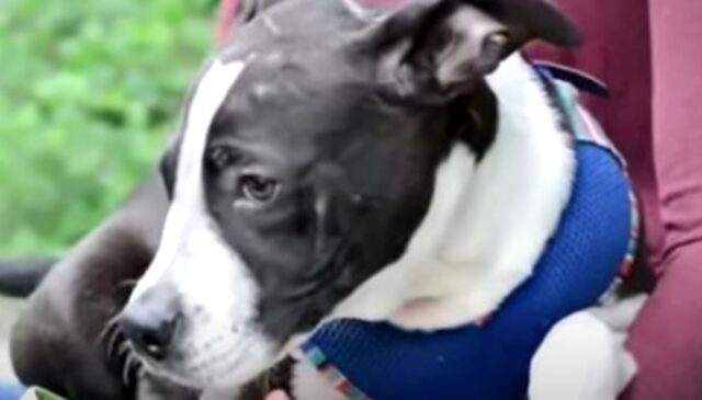 Il cagnolino in fin di vita Jax è sopravvissuto grazie ad una tempestiva chiamata; la sua storia (VIDEO)
