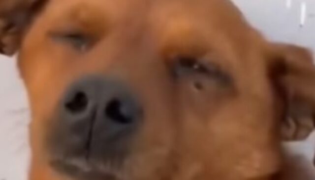 Il cagnolino paralizzato Pasha può finalmente sentirsi al sicuro (VIDEO)