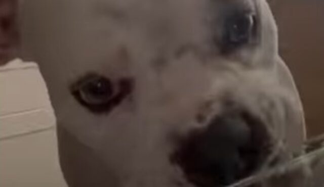 Cagnolona Bulldog inglese Piglet ha problemi relazioni, ma un giorno stupisce la proprietaria (VIDEO)