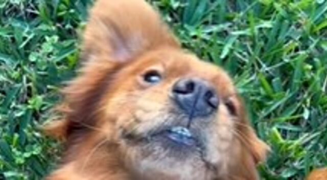 La cagnolona Golden Retriever Luna non vuole mai smettere di giocare (VIDEO)