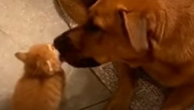 La cagnolona Kona e il gattino Tuna hanno un rapporto unico e meraviglioso (VIDEO)