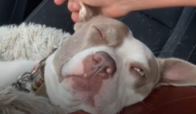 La cagnolona Pitbull Luna dopo mesi di attesa finalmente ha iniziato a fidarsi del suo umano (VIDEO)