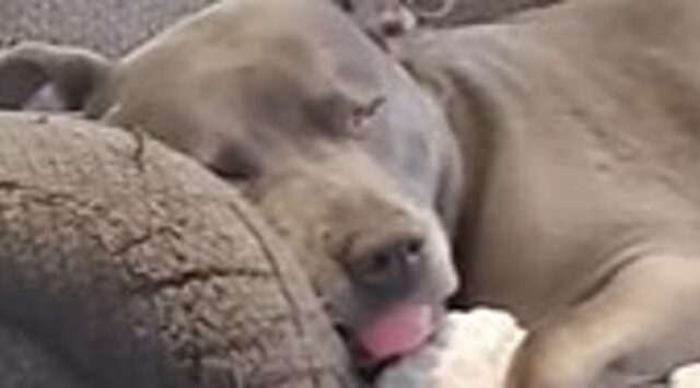 La cagnolona Pitbull Meekah sogna e fa delle facce buffissime (VIDEO)