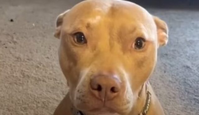 La cagnolona di Pitbull Nala è riuscita a trovare la felicità dopo tantissima sofferenza (VIDEO)