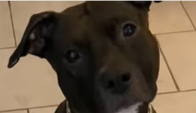 La cagnolona Pitbull Zoe ama il suo vicino di casa con cui va molto d’accordo (VIDEO)