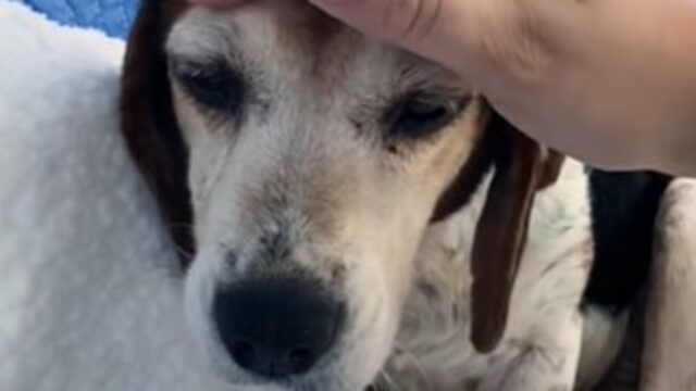 La cagnolona anziana Maple ha conosciuto finalmente la gioia di vivere e l’amore (VIDEO)