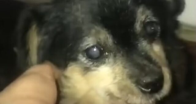 La cagnolona anziana Varya riesce a sorridere di nuovo grazie all’amore di una bambina (VIDEO)