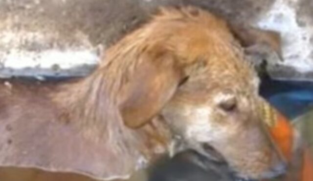 La cagnolona in fin di vita Fenice ha lottato moltissimo per restare in vita (VIDEO)