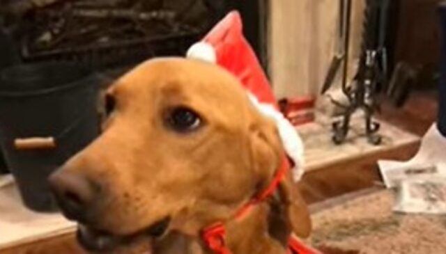 La cagnolona in fin di vita Gracie ha trovato una mano amica e la felicità (VIDEO)