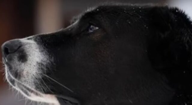 La cagnolona in fin di vita Nika si salva grazie all’umanità, dopo che un uomo l’ha picchiata e abbandonata (VIDEO)