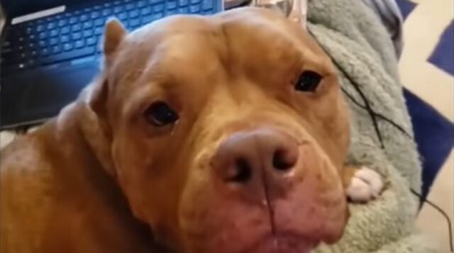 Il cagnolone American Staffordshire Teddy pensa di essere un uomo (VIDEO)