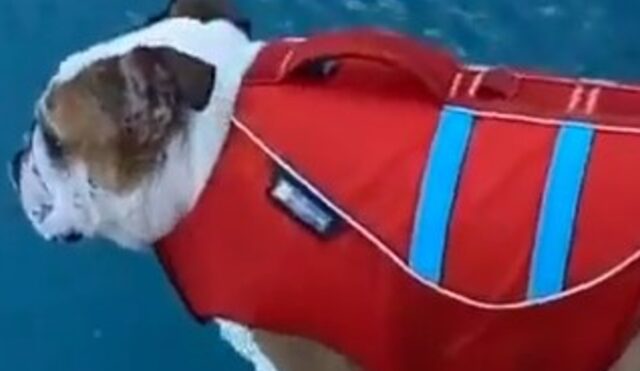 Cagnolone Bulldog inglese ama nuotare, ma soprattutto ama tuffarsi (VIDEO)