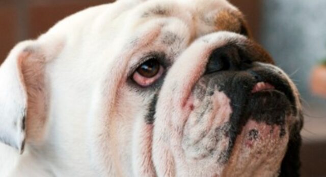 Cagnolone Bulldog inglese replica con la sua umana la scena di un famoso film d’animazione (VIDEO)