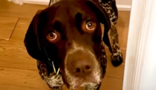 Il cagnolone Fin è completamente ossessionato dalla sua umana (VIDEO)