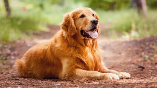 Cagnolone Golden aspetta lo scuolabus in cui c’è la sua sorellina umana (VIDEO)