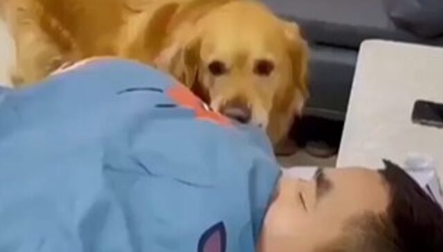 Cagnolone Golden vuole fare colazione e sveglia il suo umano con l’aiuto del fratello (VIDEO)
