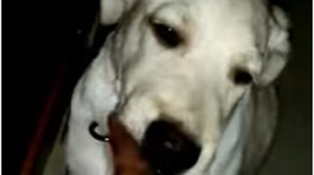 Cagnolone Labrador assonnato dà il buon giorno ogni giorno al suo umano (VIDEO)