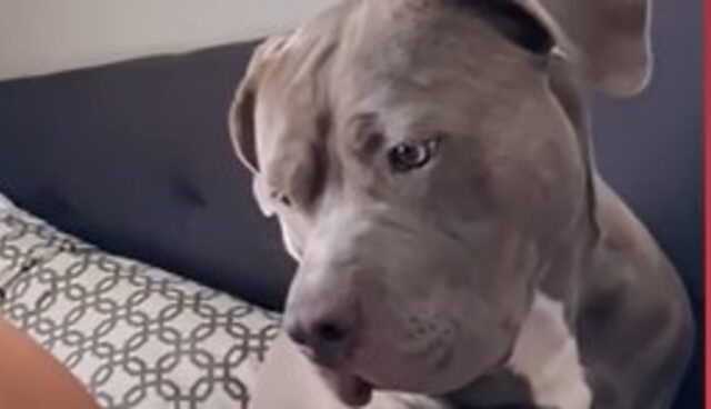 Il cagnolone Pitbull Nova adora profondamente la sua sorellina Liliana (VIDEO)