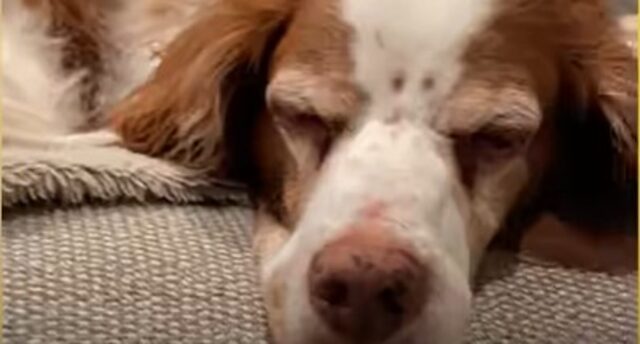Il cagnolone Robby ha trovato un amico speciale completamente diverso da lui (VIDEO)