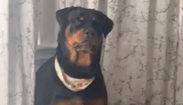 Cagnolone Rottweiler pretende di giocare con la sua umana che non ne ha voglia (VIDEO)