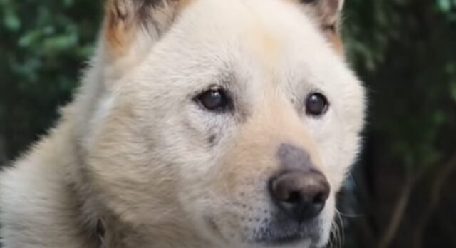 Il cagnolone San aspetta invano il suo umano, a discapito della sua salute (VIDEO)