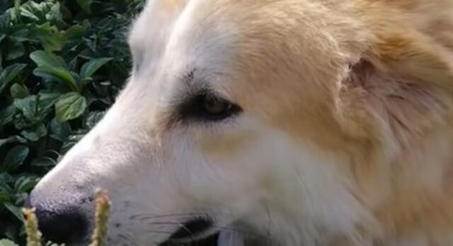 Il cagnolone Tyler ritorna finalmente alla vita grazie ad alcuni volontari (VIDEO)