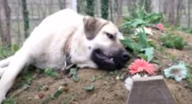 Il cagnolone Zozo non ha accettato la perdita del suo umano; la sua storia (VIDEO)