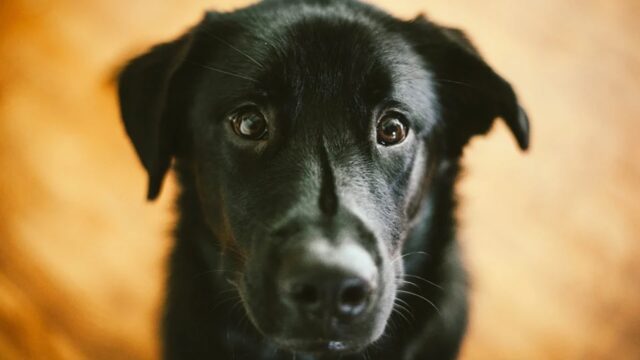 Cagnolone approfitta della situazione e frega il fratello e il proprietario (VIDEO)