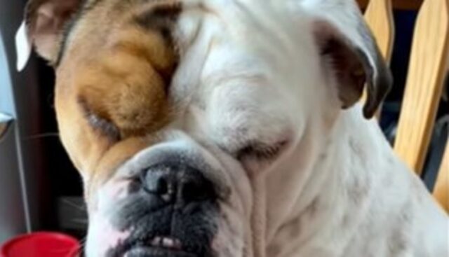 Il cagnolone assonnato Odino cerca di resistere al sonno persistente (VIDEO)