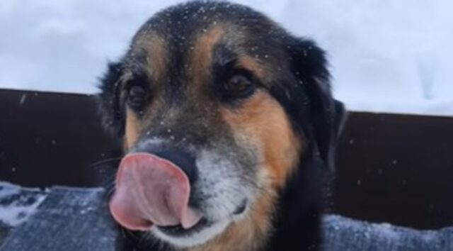 Il cagnolone in fin di vita Kid ha avuto una seconda possibilità grazie ad una telefonata (VIDEO)