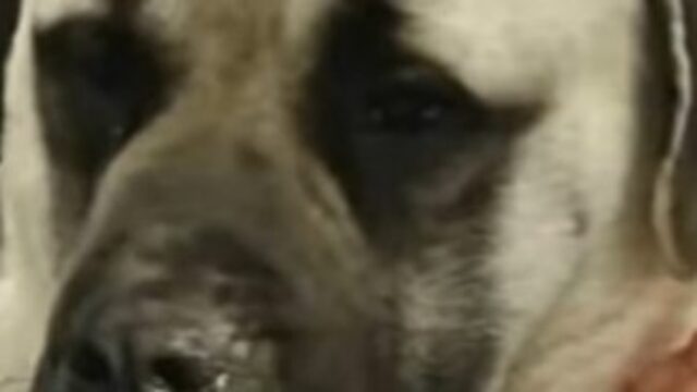 Cagnolone mastino inglese Jackson è stato vittima di un attacco vile e ingiusto (VIDEO)