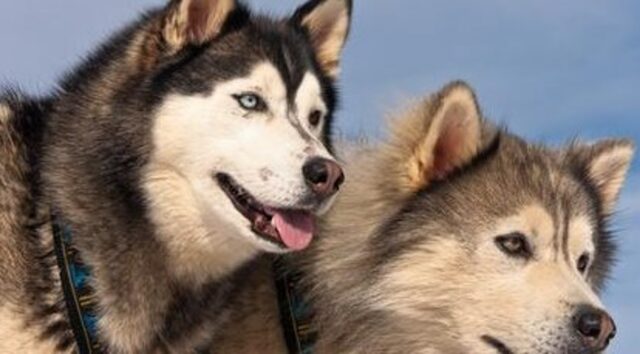 I cagnoloni Malamute Niko e Teddy adora correre e giocare sulla neve e si divertono (VIDEO)