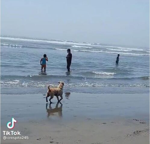 Cucciolo di cane vede per la prima volta la spiaggia: la sua reazione