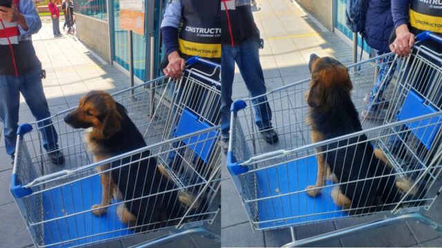 Cane abbandonato in un carrello all’interno di un supermercato