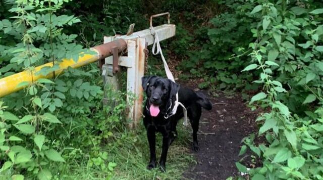 Cane abbandonato nella foresta e trova l’aiuto di un ragazzo