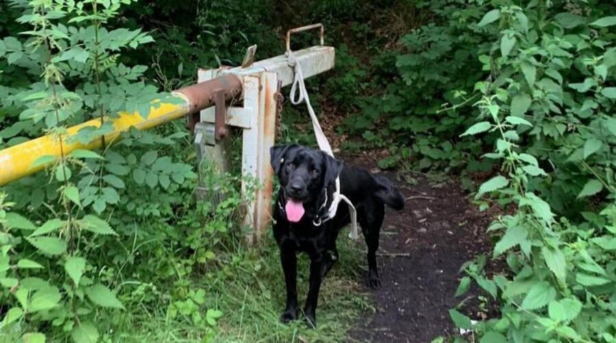 cane nel bosco