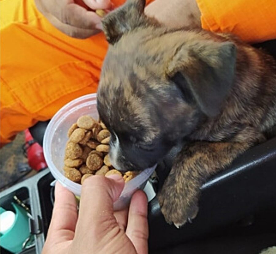 cagnolino mangia crocchette