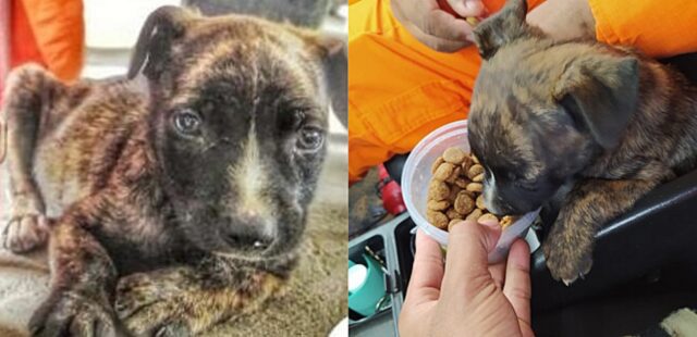 Il cucciolo di cane salvato da un tombino ha trovato una nuova famiglia nella caserma dei pompieri (VIDEO)